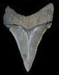 Sharp Angustidens Tooth - Megalodon Ancestor #33005-1